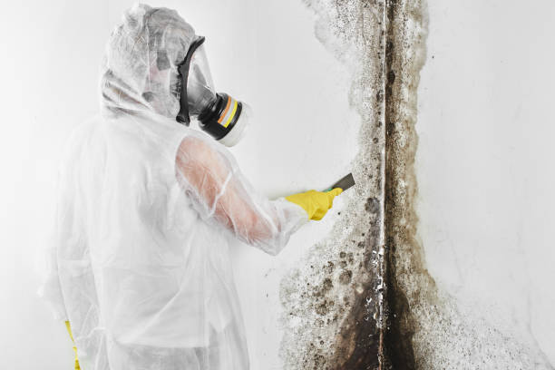 Best Residential Mold Removal  in North Arlington, NJ