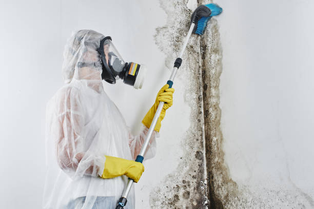 Best Mold Removal Process  in North Arlington, NJ