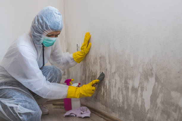Best Local Mold Removal Service  in North Arlington, NJ