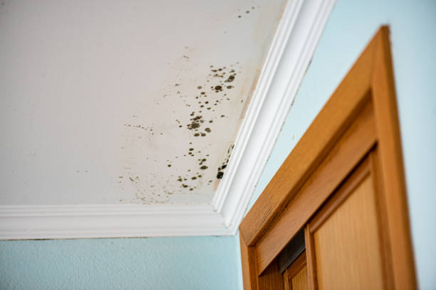Best Mold Damage Repair  in North Arlington, NJ