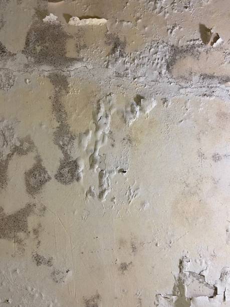 Mold Removal Process in North Arlington, NJ