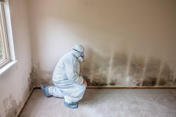 Office Mold Removal Services in North Arlington, NJ