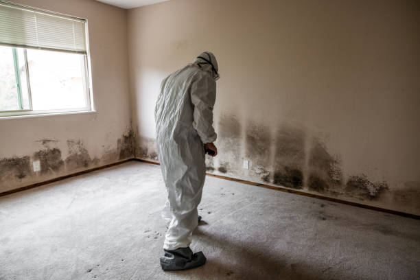 Best Residential Mold Removal  in North Arlington, NJ