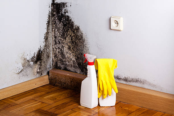 Best Home Mold Removal  in North Arlington, NJ