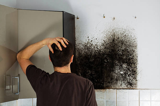 Best Toxic Mold Removal  in North Arlington, NJ