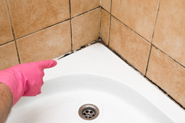 Best Affordable Mold Removal  in North Arlington, NJ